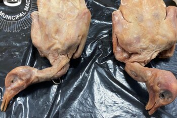 Dos palomas desplumadas que se