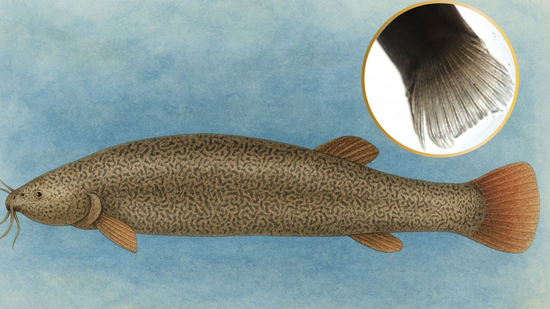 Tras años de su desaparición en Bogotá, reaparece pez único en Colombia: está en riesgo en humedales