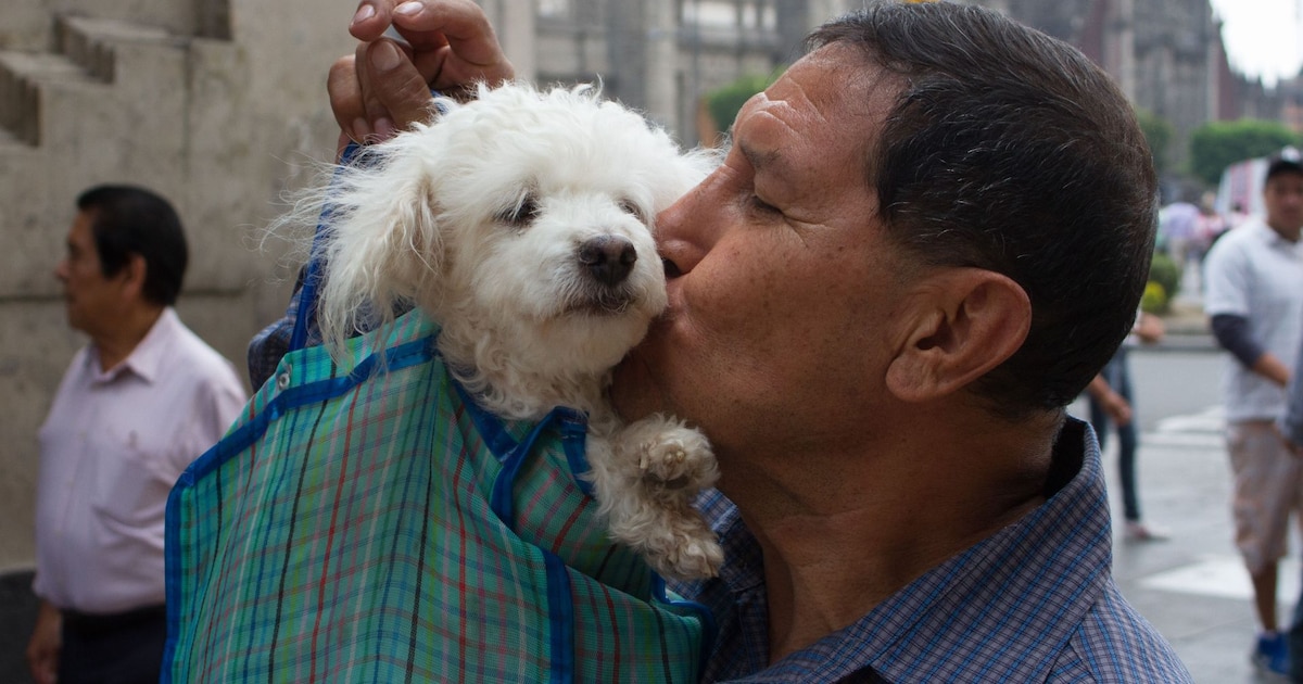 El 60% de los colombianos tienen perro, según cifras del Dane - Infobae