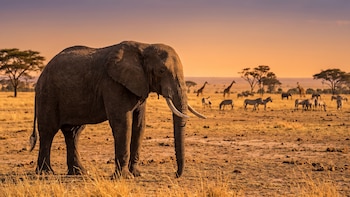 Un GPS, 12 mil kilómetros y 4 países: la historia del elefante que podría cambiar lo conocido sobre las migraciones en África