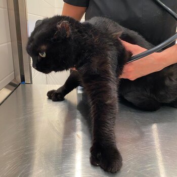 El felino dio positivo al