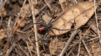 Primer plano de araña viuda negra negra brillante con marca roja de reloj de arena en abdomen, sobre telaraña con rocío y fondo de hojas secas.