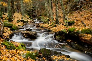 Abedular de Canencia (Shuttersock España)