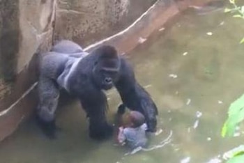 Harambe asesinado por rescatar a un niño