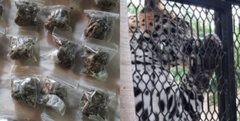 Las autoridades llevaron a cabo