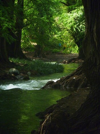 Por su longevidad los ahuehuetes