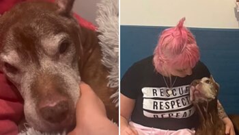 La perrita, ahora nombrada FeeFee,