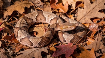 Una serpiente cabeza de cobre con patrón marrón y bronce enrollada sobre un lecho de hojas secas de color marrón anaranjado y agujas de pino.
