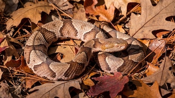 Cómo es la serpiente venenosa que alertó a la selección de Alemania durante el Mundial 2026