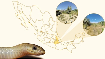 Nueva especie serpiente UNAM Yakacoatl