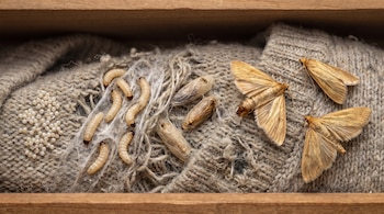 Huevos, larvas, pupas y polillas adultas sobre un tejido de lana gris con agujeros, dentro de un cajón de madera.