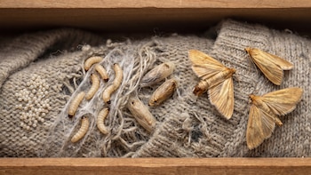 Este insecto no come tu ropa: lo que destruye tu clóset es algo que no puedes ver a simple vista