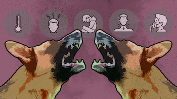 Los ataque de los perros