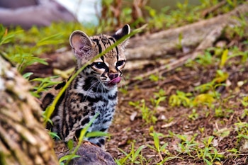 La conmemoración del Día Nacional