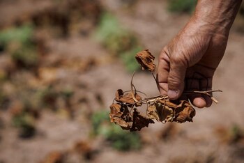Plantas de batata muertas después