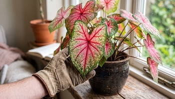 Caladium, la planta “corazón de Jesús”: cuidados y por qué es tóxica