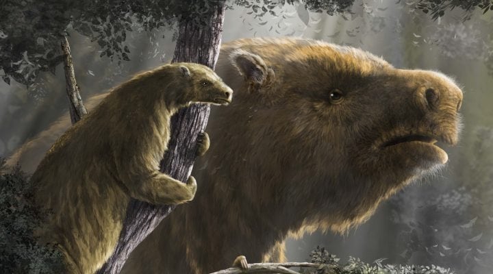 La reconstrucción de la morfología corporal de un perezoso gigante (Gentileza Conicet)