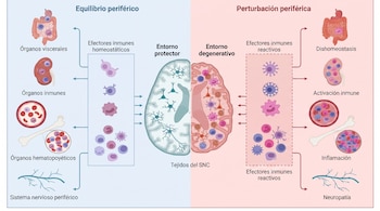 Infografía comparativa de equilibrio y perturbación periférica; muestra órganos viscerales, inmunes y hematopoyéticos, sistema nervioso y cerebro.