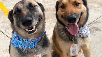 "Costilla" y "Adobada" son "colaboradores"