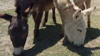 Cómo apadrinar un burro en