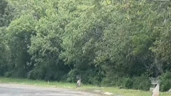 Jaguar Ixtapan de la Sal Edomex Búsqueda Rancho San Diego