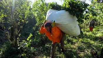 Misiones pidió un precio de