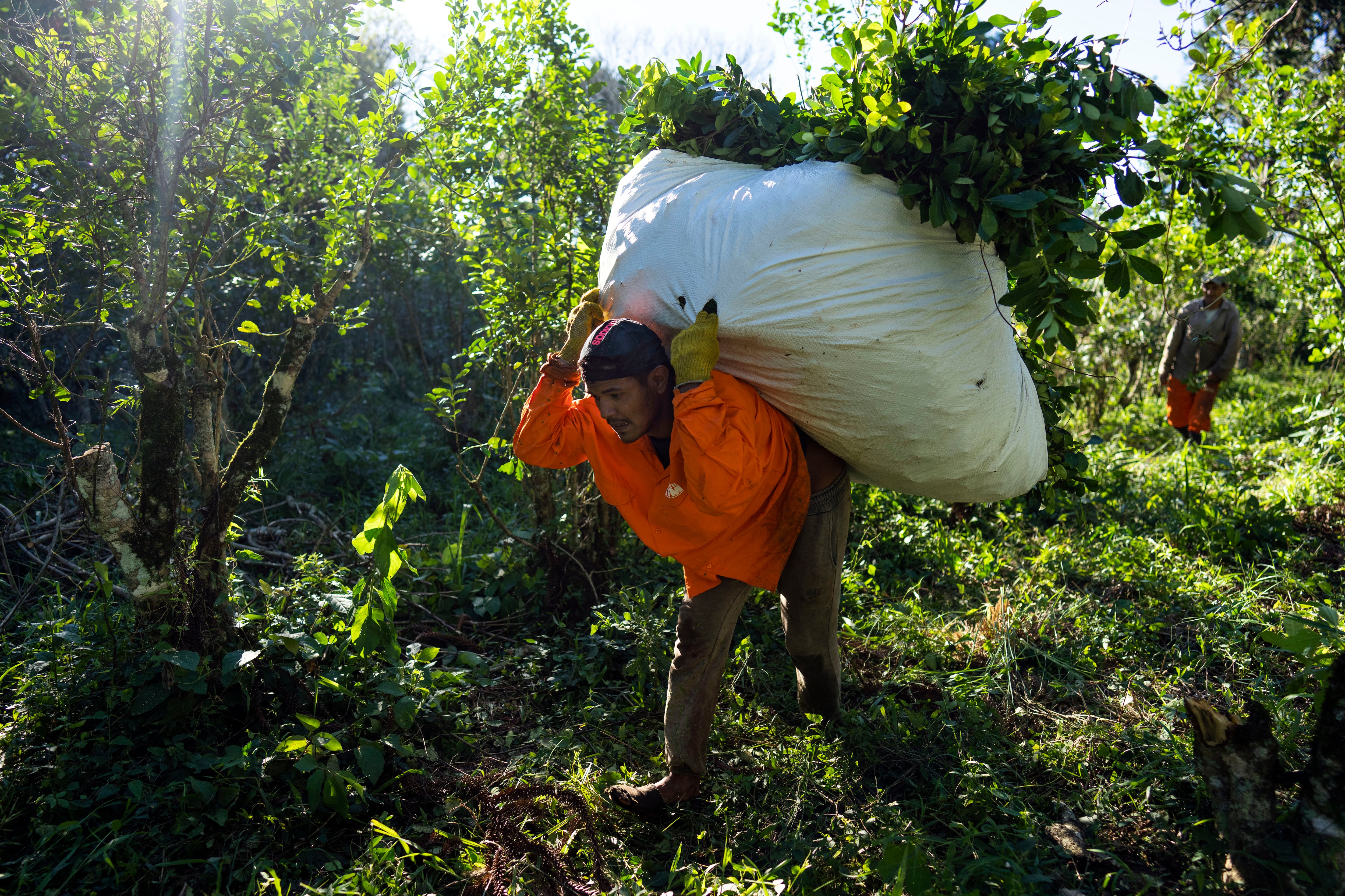 Carga de yerba mate hacia un camión en Andresito, en la provincia de Misiones (AP Foto/Rodrigo Abd)