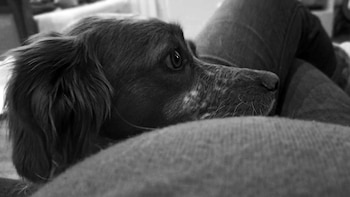 La espera de nuevos estudios