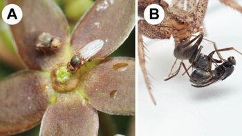 El hallazgo revela el primer