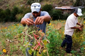 Agricultores señalan la falta de incentivos como uno de los principales problemas del sector. (FOTO: Proceso Digital)