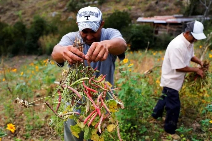 El presidente de CESTA atribuyó al fenómeno de El Niño y al cambio climático un impacto directo sobre los cultivos salvadoreños. (FOTO: Proceso Digital)