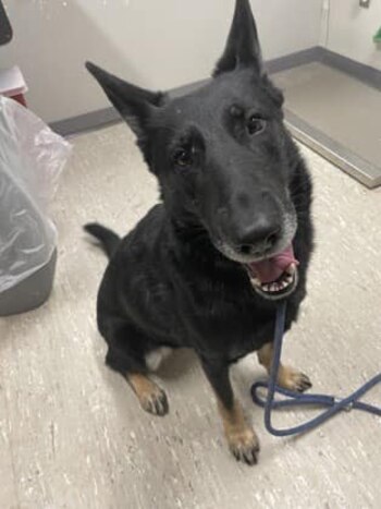 Tamarack, animales, perros, K9, Michigan, razas de perros, refugios animales, Estados Unidos