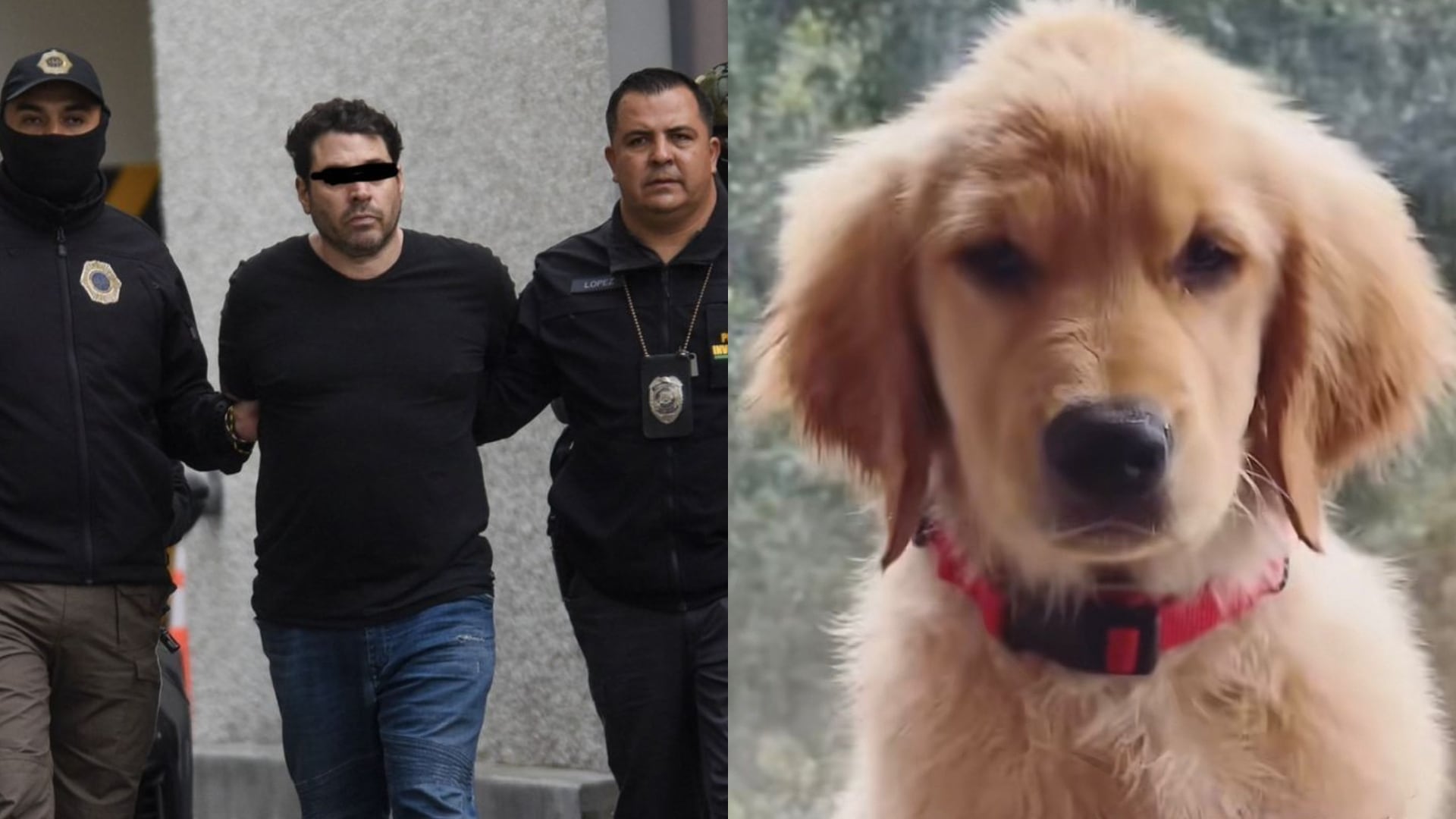 El perrito, una hembra de Golden Retriever, también es una de las víctimas de Diego Sebastián