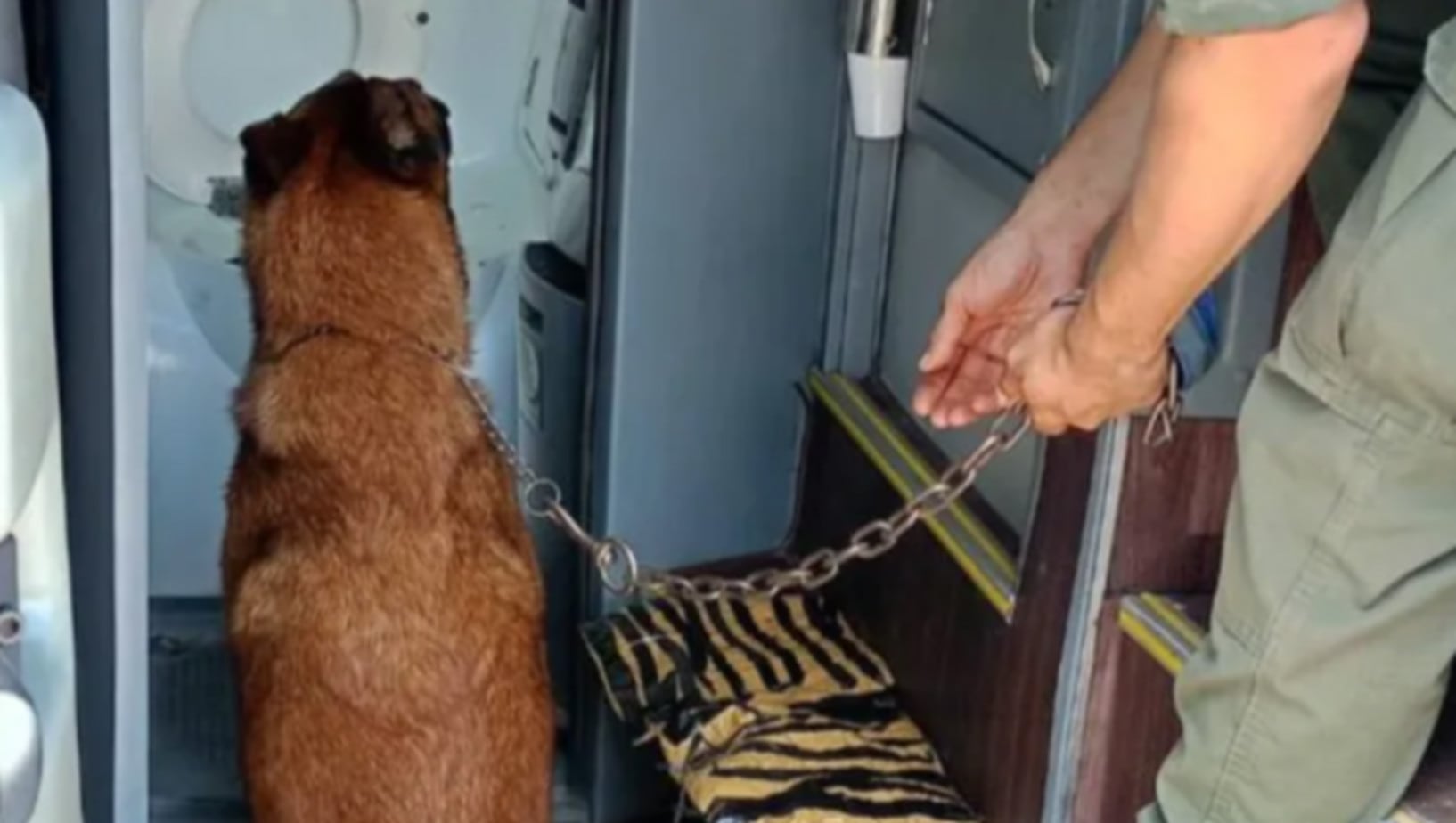 El can antinarcóticos halló casi dos kilos de cocaína ocultos en el baño de un micro de larga distancia (LMNeuquen)