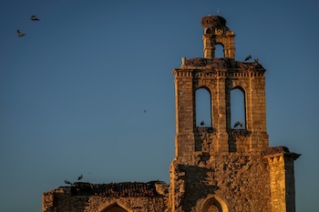 Varias cigüeñas se reúnen en