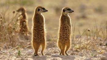 Entre suricatos y castores: la