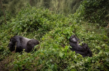 La gestación doble en gorilas