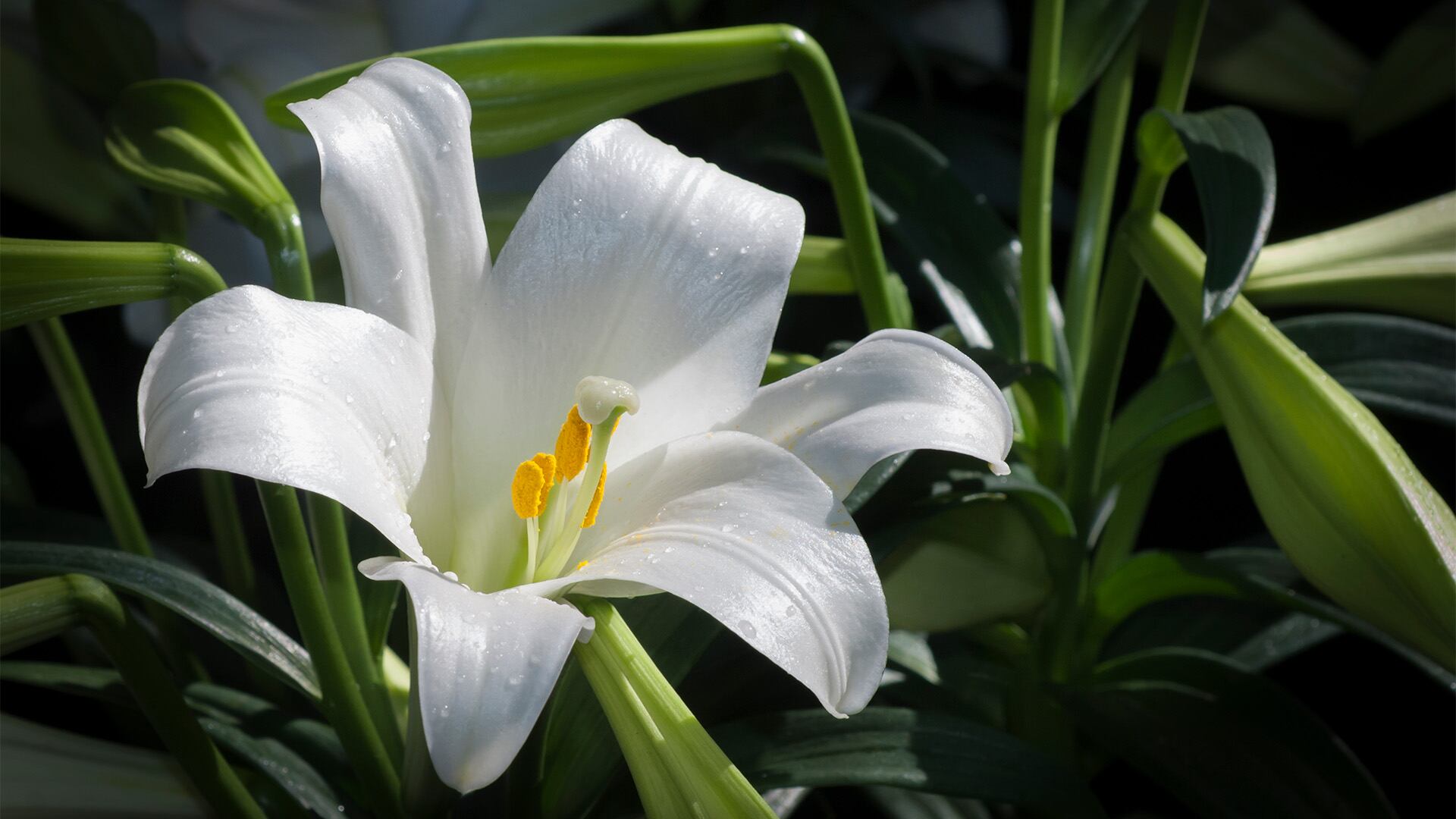 No existe un nivel seguro de exposición a lirios para los gatos, y todas las partes de la planta resultan tóxicas (Freepik)