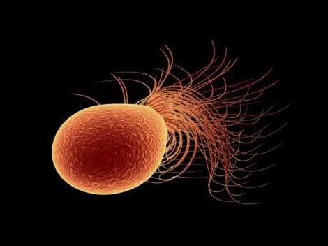 El arqueón Pyrococcus furiosus, cuyo nombre significa “bola de fuego furiosa”, se siente más a gusto a temperaturas superiores a los 100 grados Celsius. (Instituto Weizmann)