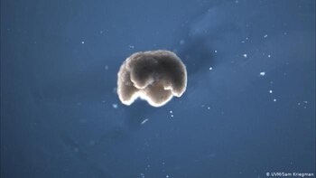 Estos robots son, además, totalmente