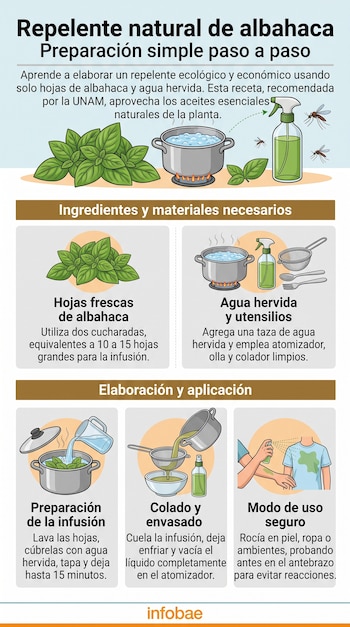 Infografía con ilustraciones de hojas de albahaca, una olla hirviendo, un colador y un atomizador con los pasos de preparación.