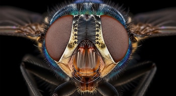 Retrato extremo frontal de una mosca con grandes ojos compuestos marrones y un cuerpo iridiscente azul-verde. Se aprecian detalles microscópicos y sus alas sutiles sobre un fondo oscuro desenfocado.