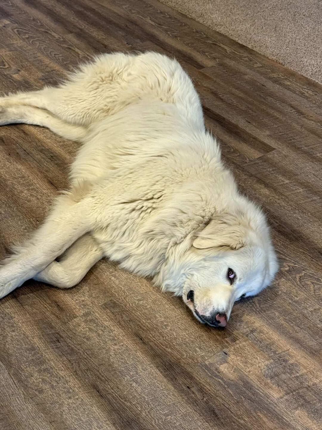 Con su carácter tranquilo y afectuoso, Max disfruta de una vida plena con la familia Olson, que lo adoptó hace dos años. —(Facebook, Amigos de Lucho)