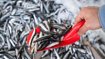 Las sanciones impuestas a 11