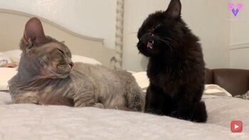 07/10/2020 Dúo, el gato con