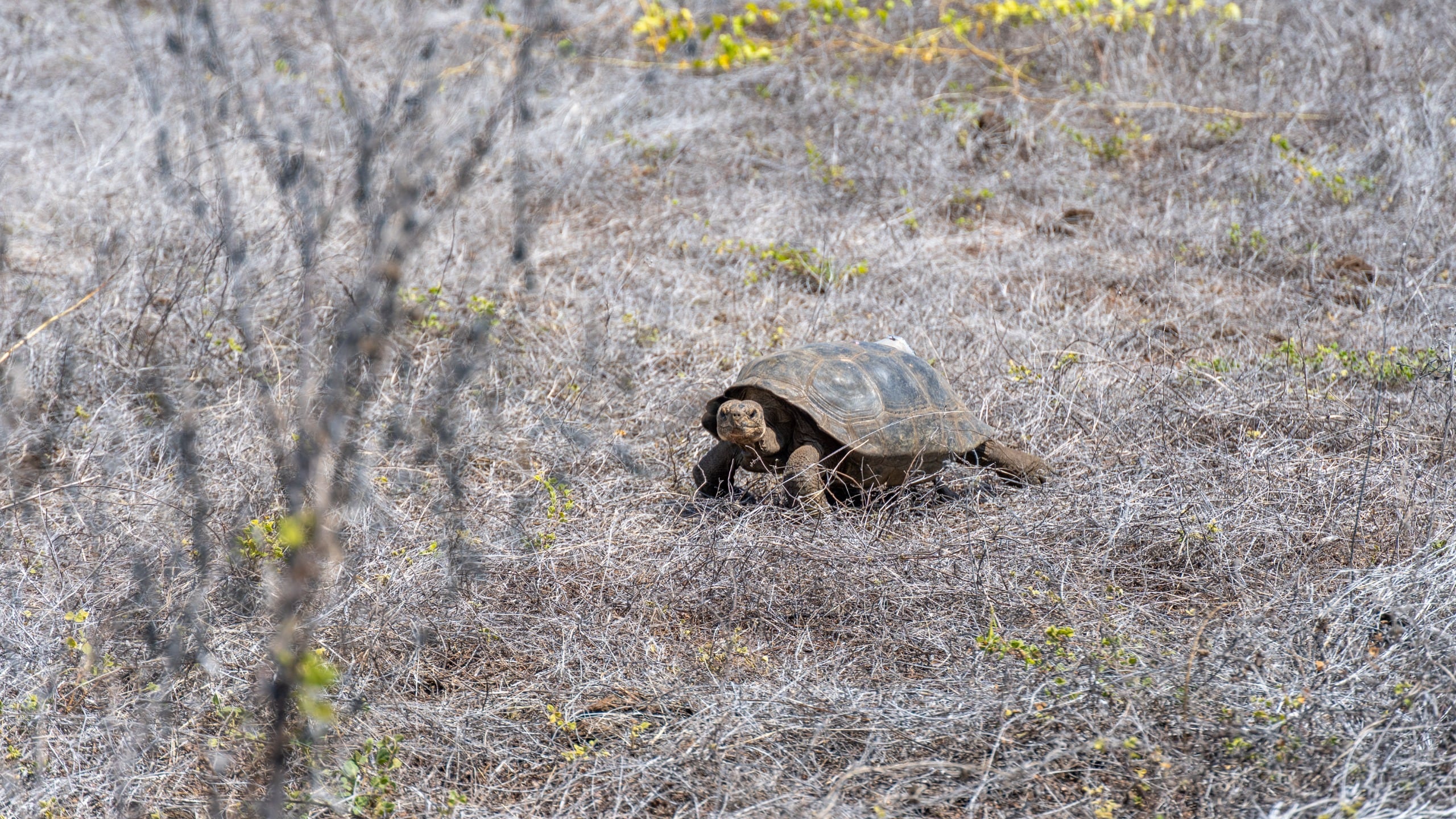 Tortuga Gigante de Galápagos (Ministerio de Ambiente - Ecuador)