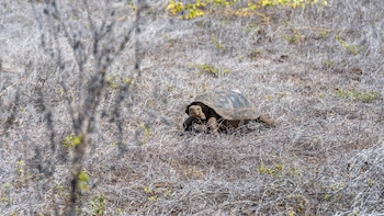 Tortuga Gigante de Galápagos (Ministerio
