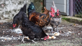 España levanta parcialmente el confinamiento de las aves de corral por la gripe aviar: la restricción se mantiene en 1.201 municipios