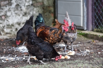 Varias gallinas en un corral de pollos