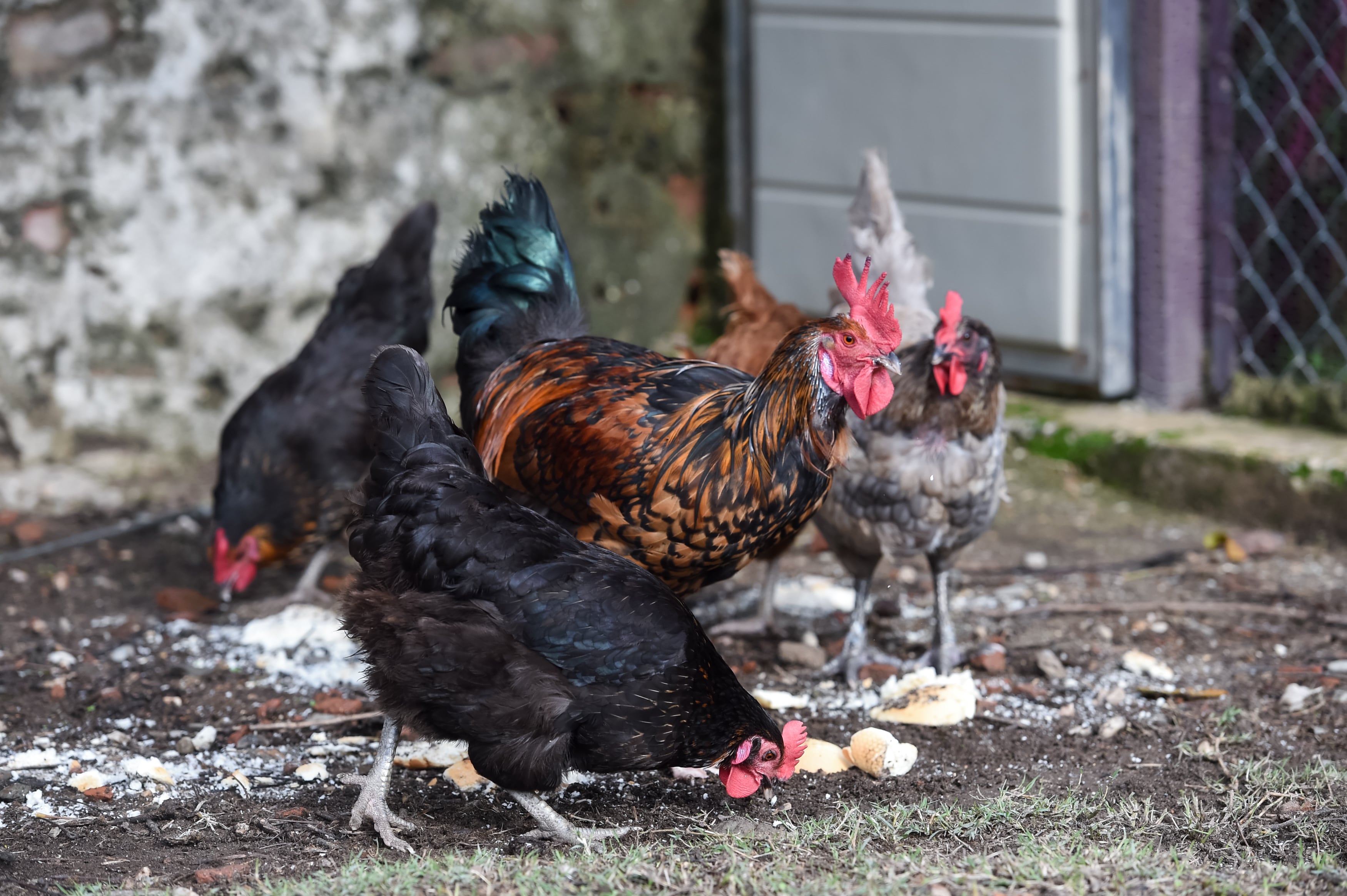 El último brote se había registrado en Ranchos, Lobos, Bolívar (provincia de Buenos Aires) y Alejo Ledesma (Córdoba). (Gustavo Valiente / Europa Press)